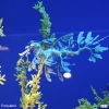 georgiaaquarium05.jpg