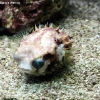 seattleaquarium05.jpg