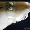 seattleaquarium08.jpg