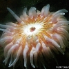 Seattle Aquarium 2007