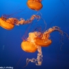 vancouveraquarium2010_04