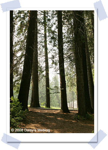 forest