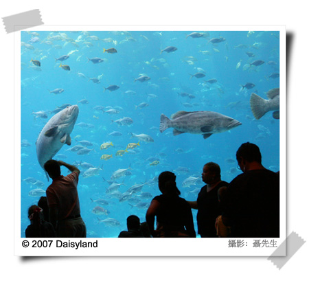 The Georgia Aquarium The Georgia Aquarium