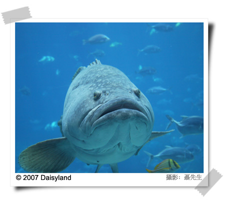 The Georgia Aquarium