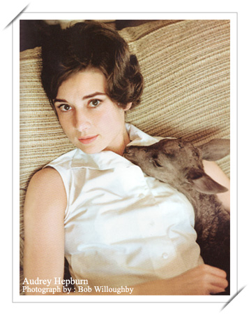 Audrey Hepburn Audrey Hepburn