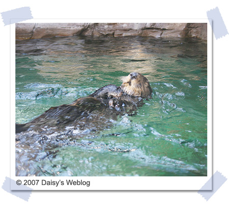 Sea Otter Sea Otter