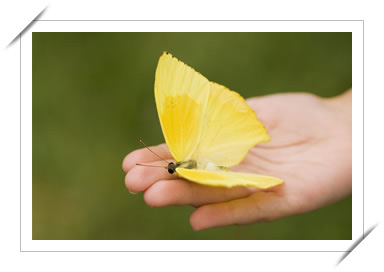 Butterfly on Hand