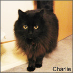 Charlie Entering the Room