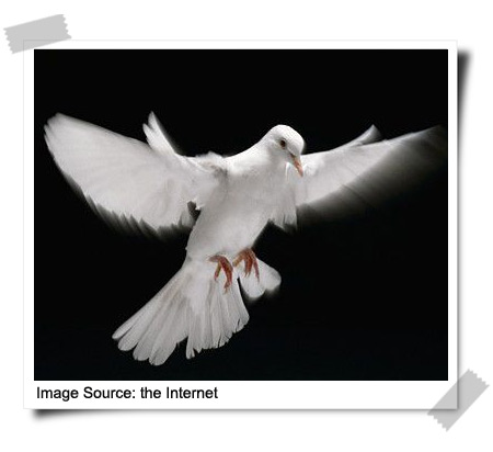 Dove Dove
