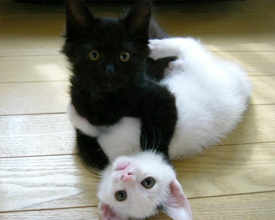 Cute Animal Pic