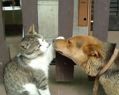 Cute Animal Pic
