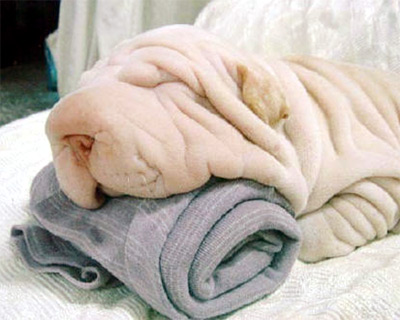 Funny Animal Pic