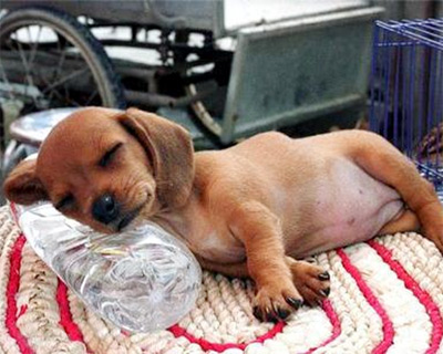 Funny Animal Pic