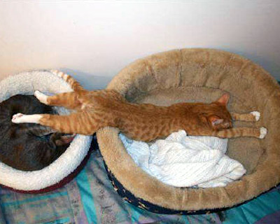 Funny Animal Pic