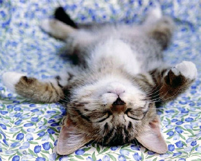 Funny Animal Pic