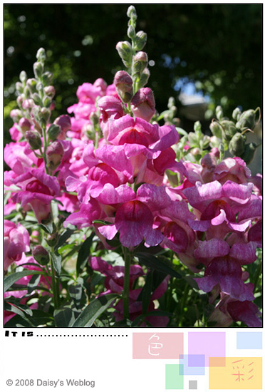Snapdragon