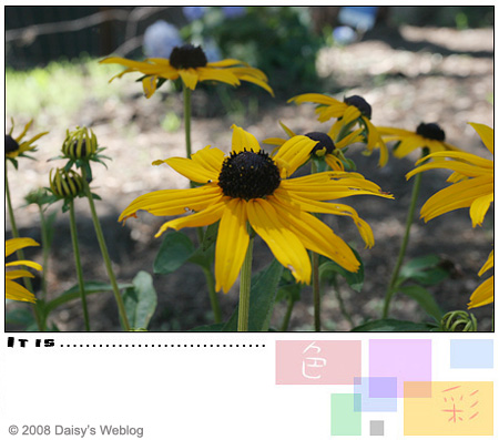 Black-Eyed Susan