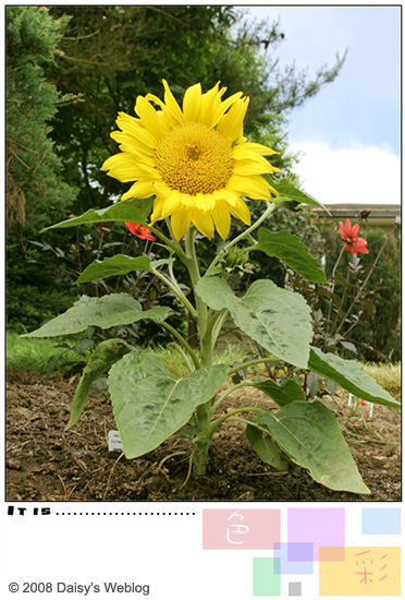 向日葵 Sunflower