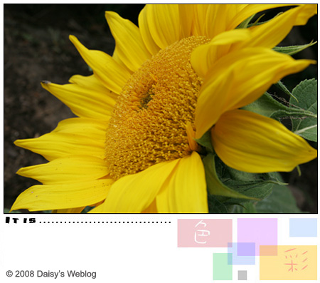 Sunflower