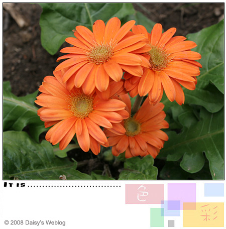 Gerbera