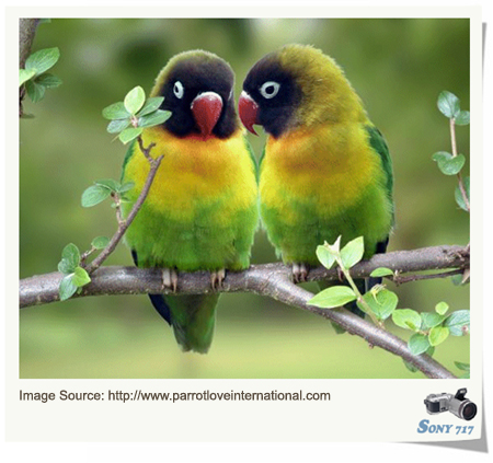 Lovebirds