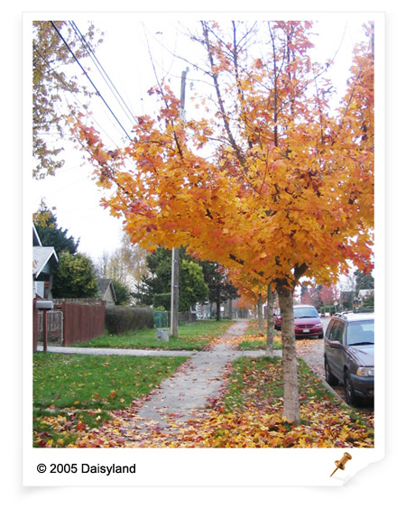 Maple Tree