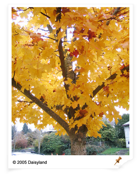 Maple Tree