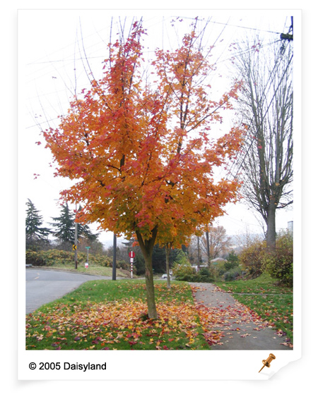 Maple Tree