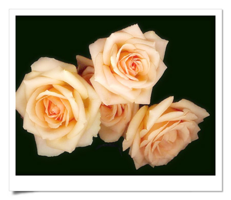 Roses