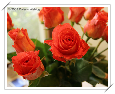 Roses
