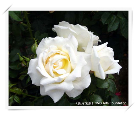Hybrid Tea Rose
