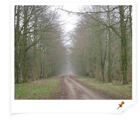 Woods